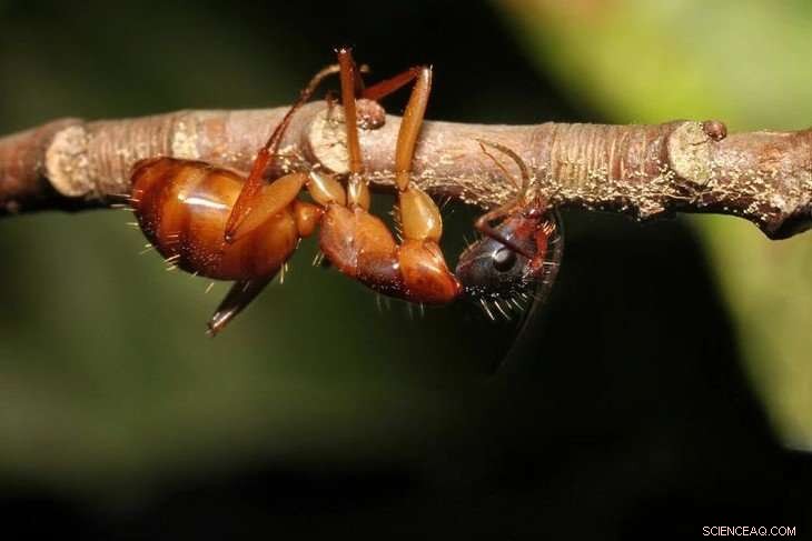 Zombie Ants: Fungal Parasite Spares Brains While Controlling Behavior