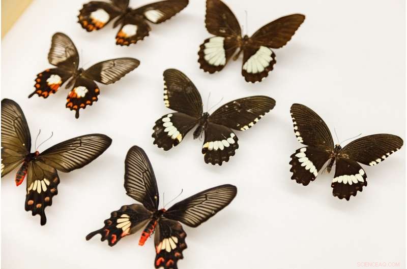 How a Gene Flip Drives Butterfly Mimicry Evolution
