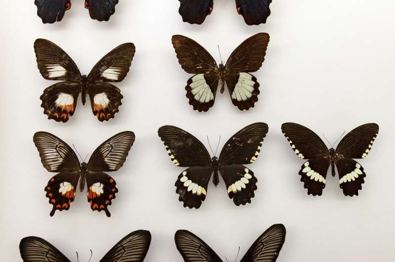 How a Gene Flip Drives Butterfly Mimicry Evolution