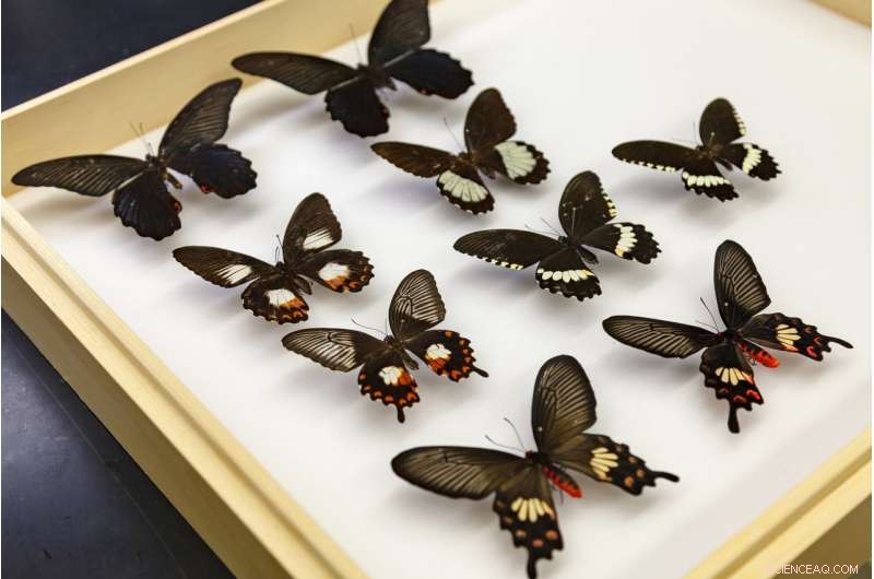 How a Gene Flip Drives Butterfly Mimicry Evolution