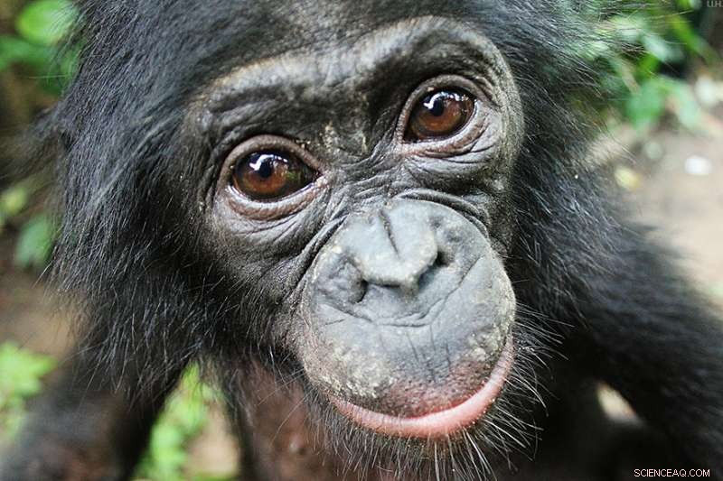 Bonobos Demonstrate Altruism: Helping Strangers Without Prompt