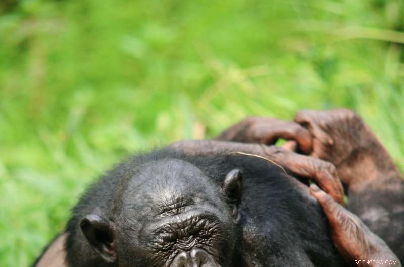 Bonobos Demonstrate Altruism: Helping Strangers Without Prompt