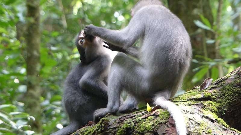 Chimpanzees and Sooty Mangabeys Disrupt Social Bonds Within Their Groups