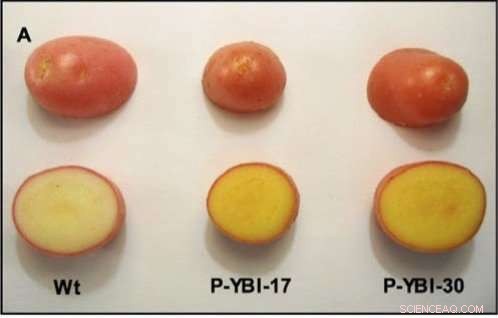 Golden Potatoes Rich in Vitamins A & E Show Promise in Disease Prevention