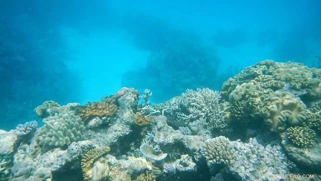 Great Barrier Reef Protected Zones Boost Fish Populations Even in Lightly Fished Areas