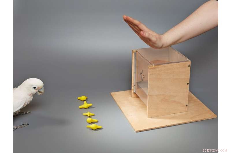 Goffin Cockatoos Demonstrate Object-Matching Skills in Tool-Use Experiment