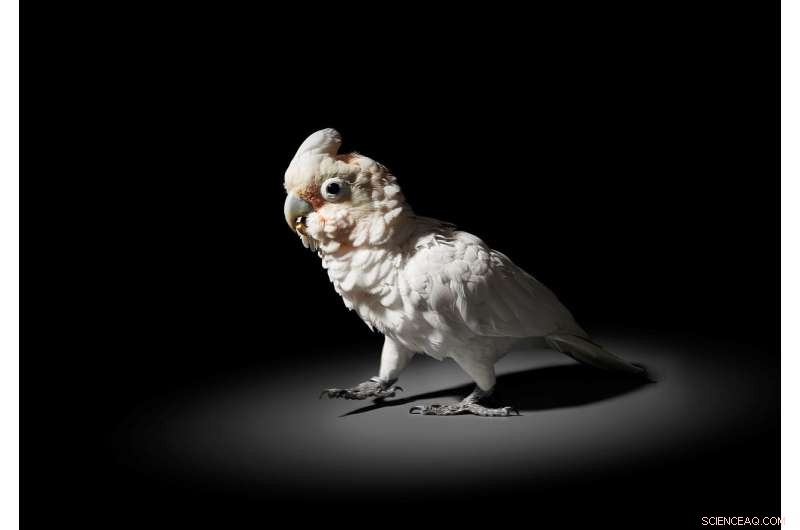 Goffin Cockatoos Demonstrate Object-Matching Skills in Tool-Use Experiment