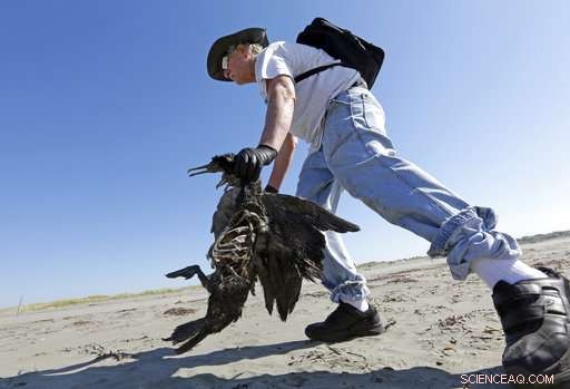 Volunteer Teams Patrol West Coast Beaches to Track Dead Seabirds and Gather Critical Data
