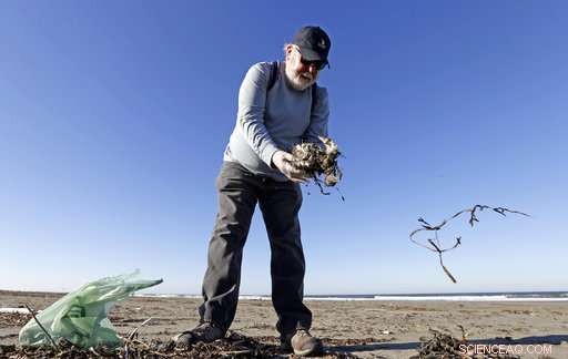Volunteer Teams Patrol West Coast Beaches to Track Dead Seabirds and Gather Critical Data