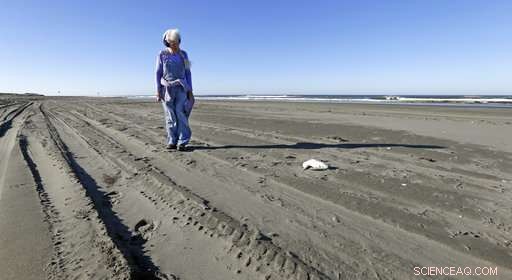 Volunteer Teams Patrol West Coast Beaches to Track Dead Seabirds and Gather Critical Data