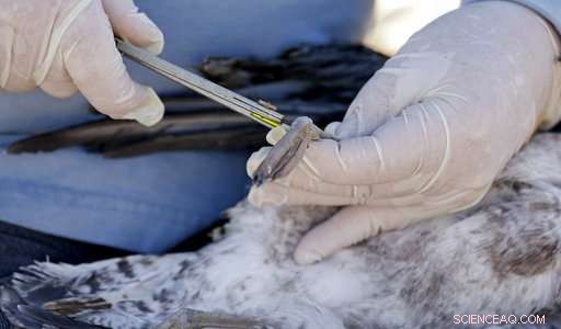Volunteer Teams Patrol West Coast Beaches to Track Dead Seabirds and Gather Critical Data