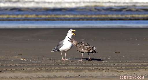 Volunteer Teams Patrol West Coast Beaches to Track Dead Seabirds and Gather Critical Data
