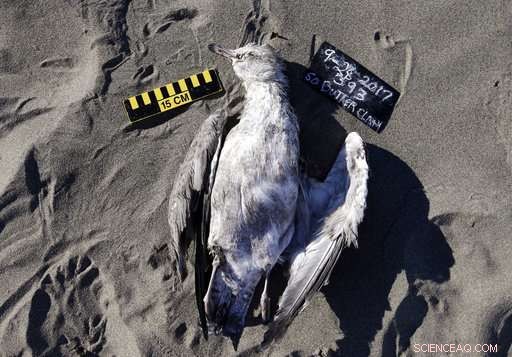Volunteer Teams Patrol West Coast Beaches to Track Dead Seabirds and Gather Critical Data