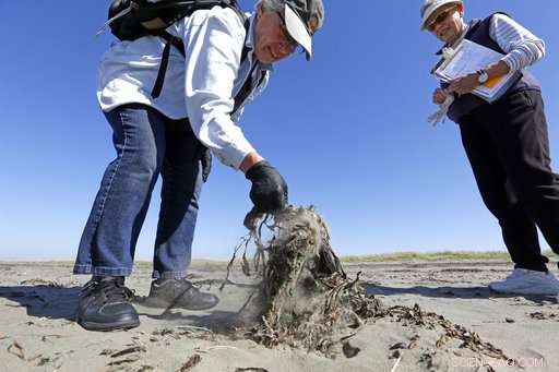 Volunteer Teams Patrol West Coast Beaches to Track Dead Seabirds and Gather Critical Data