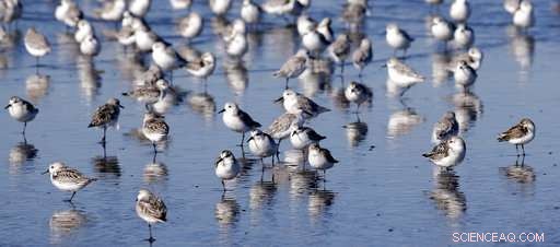 Volunteer Teams Patrol West Coast Beaches to Track Dead Seabirds and Gather Critical Data