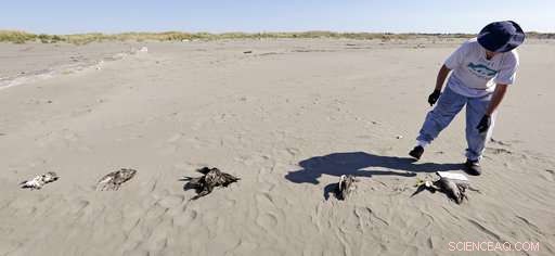 Volunteer Teams Patrol West Coast Beaches to Track Dead Seabirds and Gather Critical Data