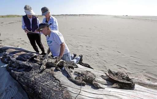 Volunteer Teams Patrol West Coast Beaches to Track Dead Seabirds and Gather Critical Data