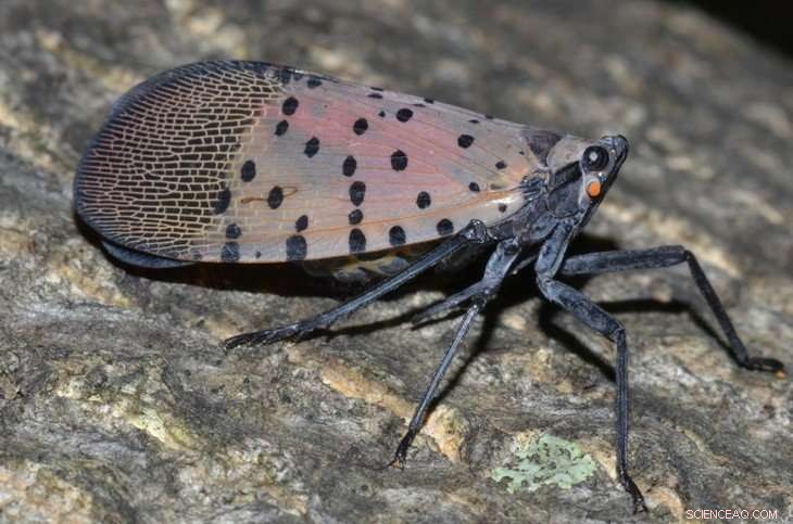 Scientists Target Invasive Spotted Lanternfly Threatening Pennsylvania s Agriculture