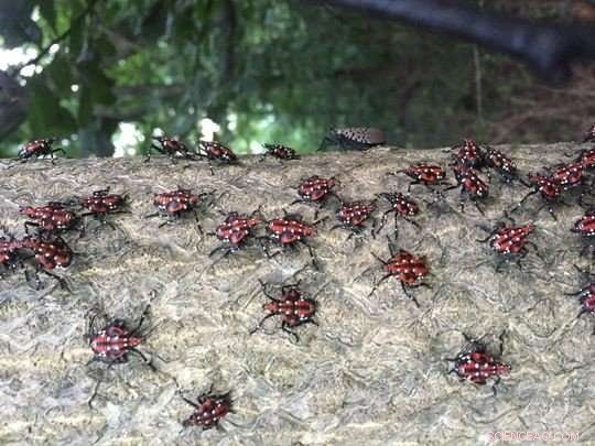 Scientists Target Invasive Spotted Lanternfly Threatening Pennsylvania s Agriculture