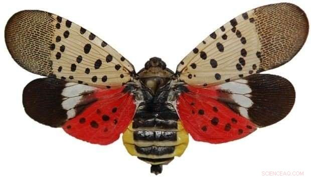 Scientists Target Invasive Spotted Lanternfly Threatening Pennsylvania s Agriculture