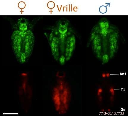 Gender Roles in Ancient Civilizations: A Historical Overview