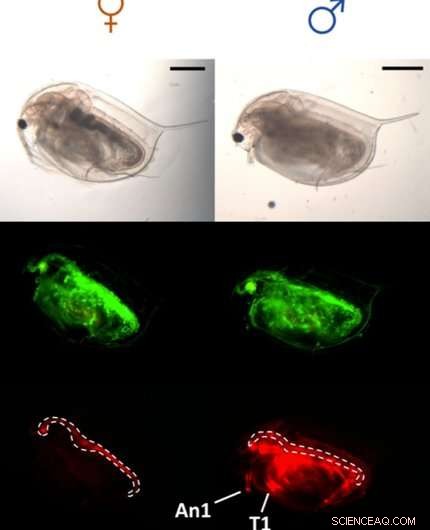 Gender Roles in Ancient Civilizations: A Historical Overview