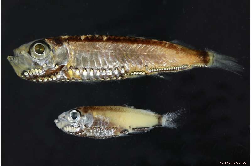 Discovery of a Novel Eye Cell in Deep-Sea Fish Reveals Twilight Vision Secrets