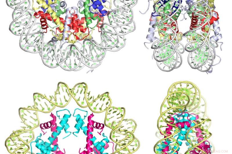 Human Cells and Hardy Microbes Share a Common Ancestor, Revealing Deep Evolutionary Links