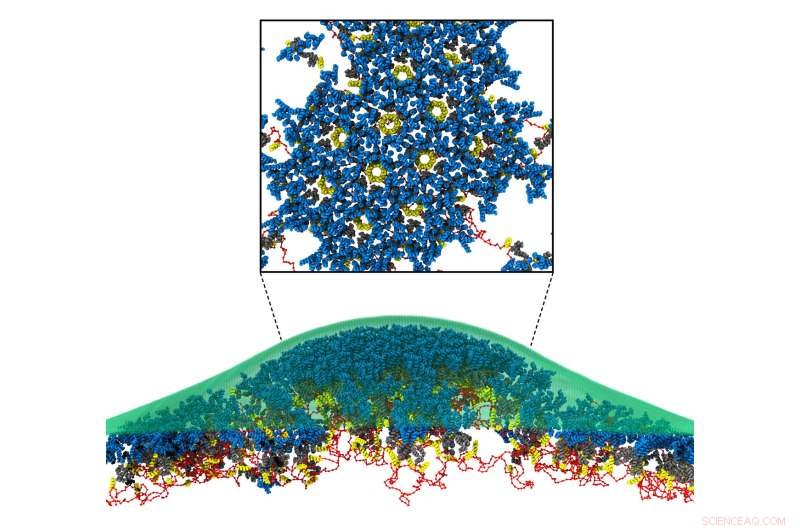 New Computational Insight: How HIV Protein Gag Hijacks Host Cells