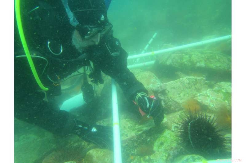 Sperm Competition Reveals Eggs Choose Their Sperm Partners, Study Shows