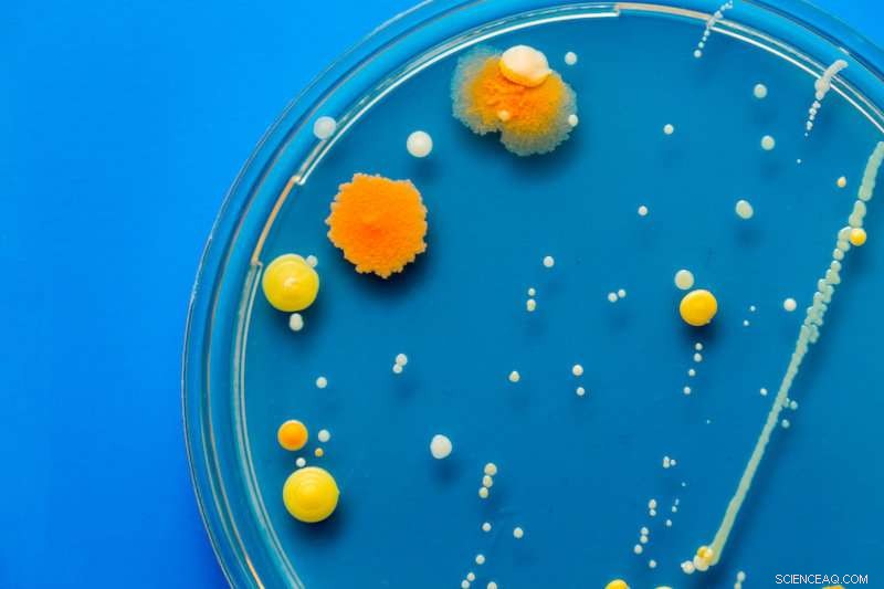 Unveiling How Killer Immune Cells Outsmart Bacteria