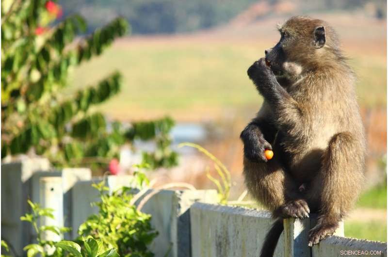 New Study Reveals Baboons’ Strategic Home‑Raiding Tactics via GPS Tracking