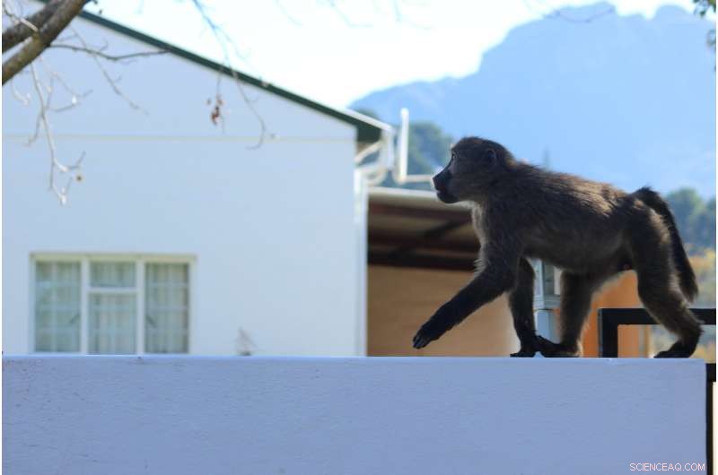 New Study Reveals Baboons’ Strategic Home‑Raiding Tactics via GPS Tracking