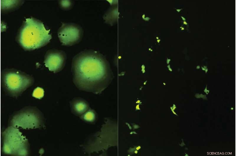 A Single Host Protein Target Could Offer Broad Antiviral Therapy