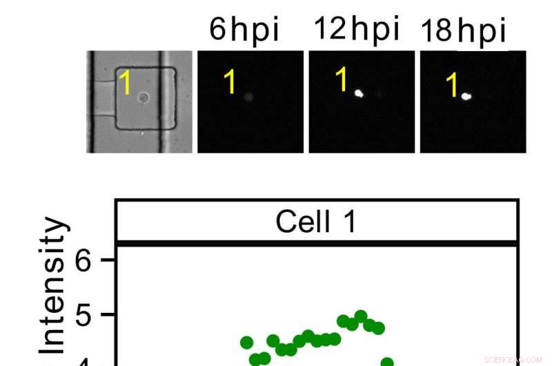 Targeting the Most Virulent Strains: New Antiviral Drug Selectively Eliminates Aggressive Viruses