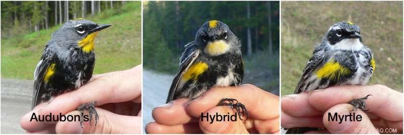 The Genetic Basis of Warblers’ Bright Yellow Throats