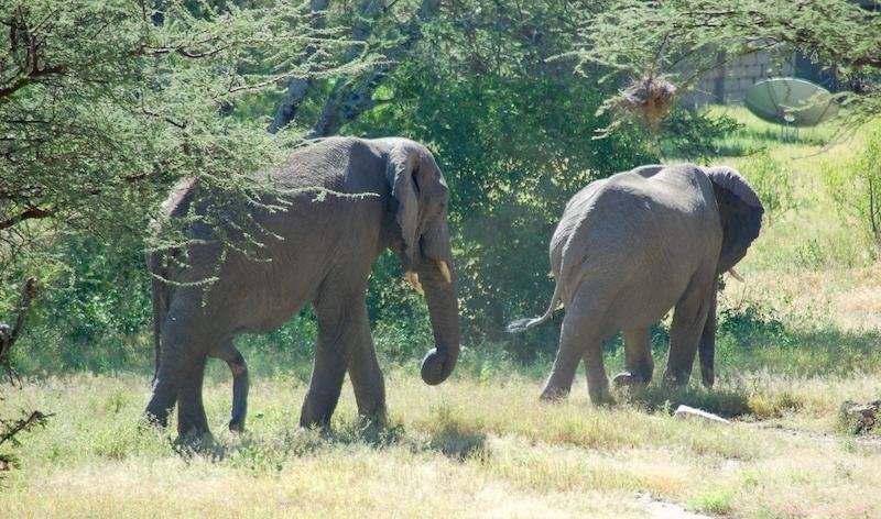 New Wildlife Corridors Unveiled: Enhancing Habitat Connectivity for African Mammals