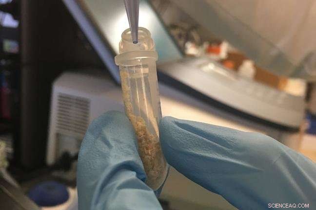 Rapid, Affordable Oak Wilt Detection with Innovative Microfluidic Technology