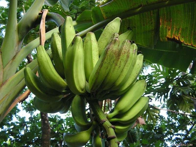 Why Biosecurity Matters: From Racehorses to Bananas