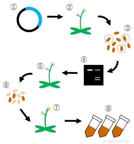 Innovative Gene-Edited Bioresources for Plant Peptide Hormones