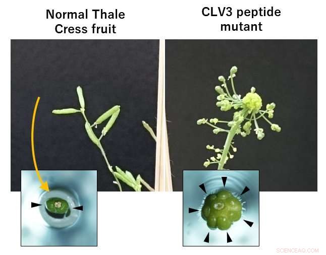 Innovative Gene-Edited Bioresources for Plant Peptide Hormones
