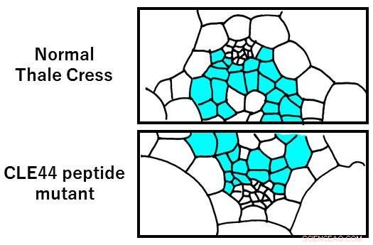 Innovative Gene-Edited Bioresources for Plant Peptide Hormones