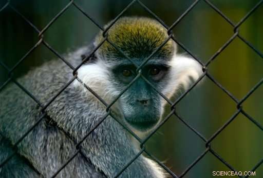 Giza Zoo: Africa s Oldest Zoo Balances Animal Abundance with Space Constraints