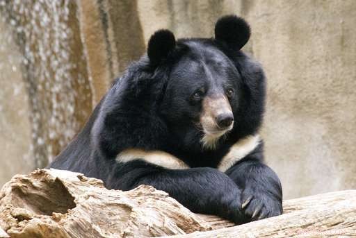 Philadelphia Zoo Humanely Euthanizes Beloved Asiatic Black Bear Ben