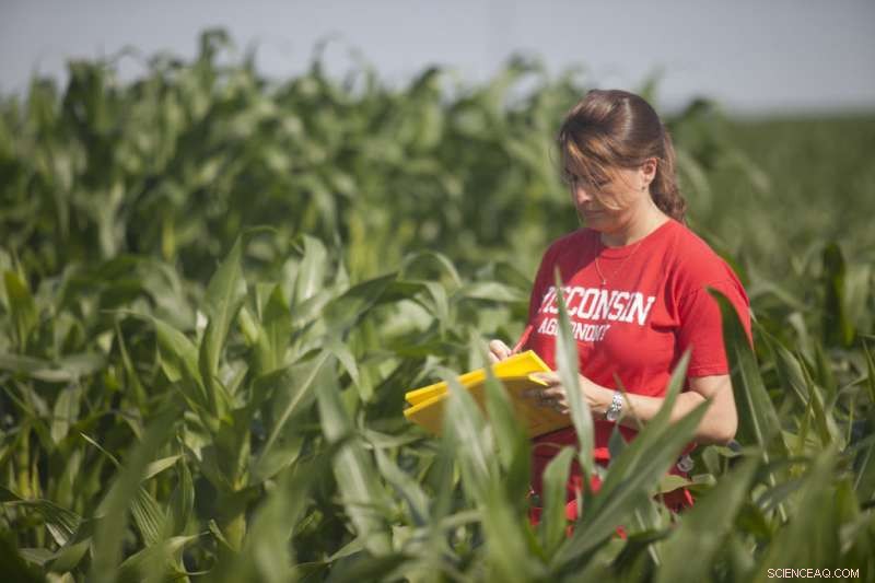 High-Productivity Corn Breeding Compromises Adaptability