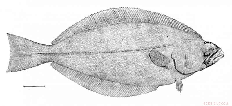 Study Reveals Beluga Whales Altering Diet in Response to Climate Change