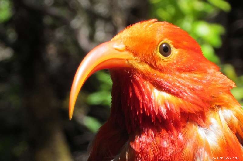 Climate‑Driven Shifts in Plant Reproduction Alter Hawaiian Bird Populations and Behaviors