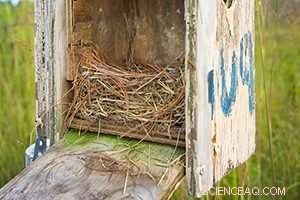 UWM Research Reveals Tree Sparrows Challenge Conventional Mating Norms