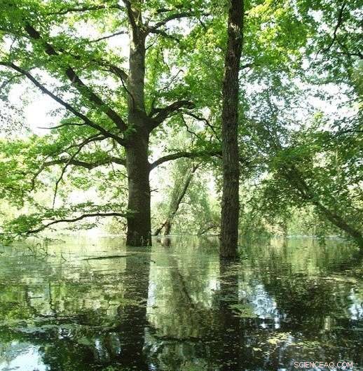 Boosting Biodiversity Through River Expansion Initiatives