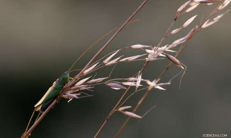 Genes Don’t Always Dictate Boys Are Boys: A Biological Perspective